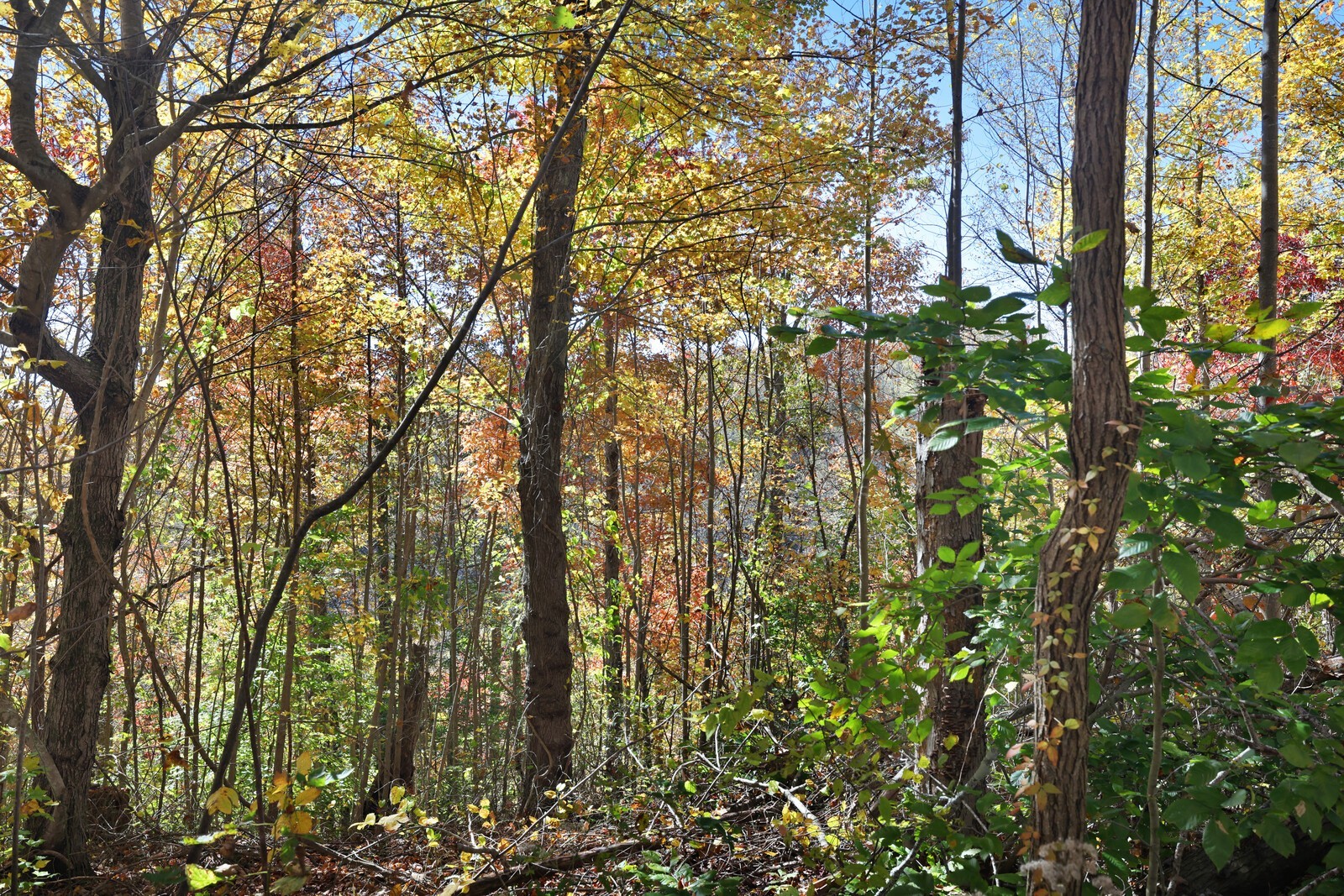 0 Smithville Highway Silver Point TN 38582