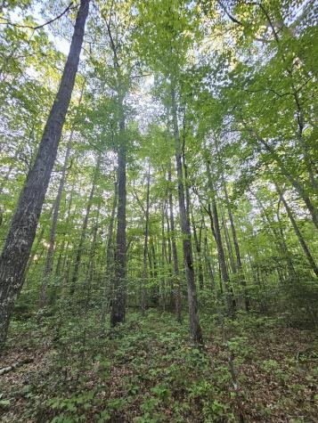 3 Woodfern Lane Coalmont TN 37313