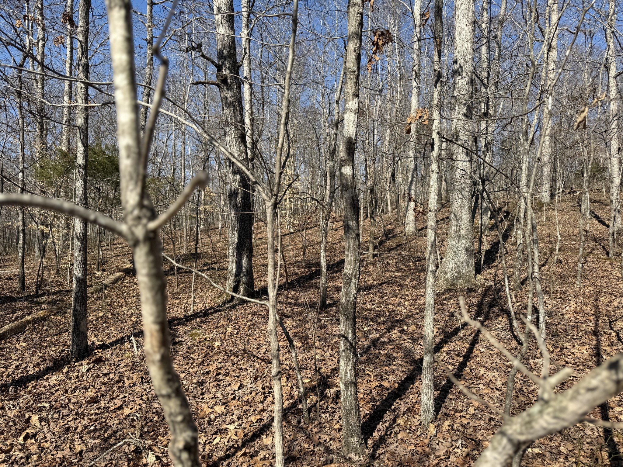 0 Hurricane Loop Tennessee Ridge TN 37178