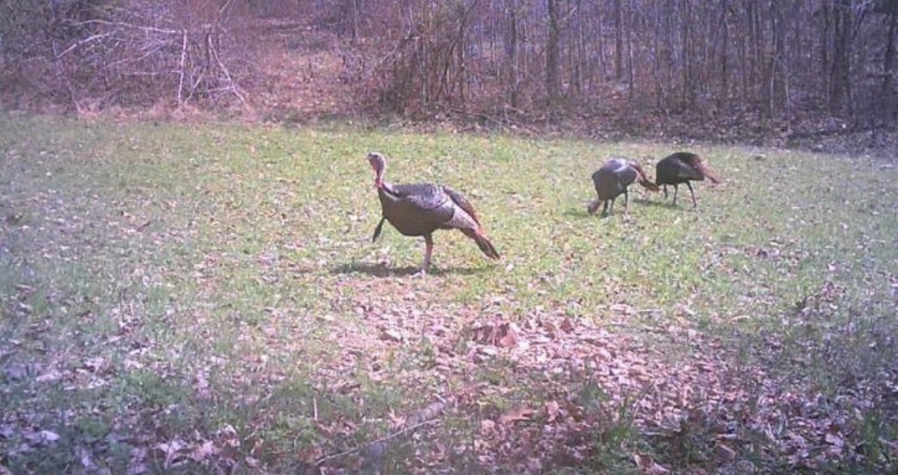8526 Crawley Hill Road Mount Pleasant TN 38474