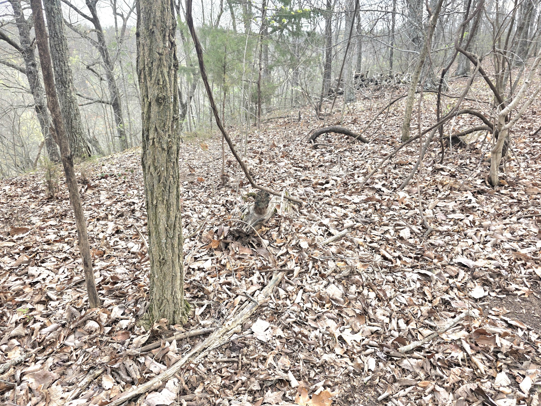 0 Windy Cut Drive Dowelltown TN 37059