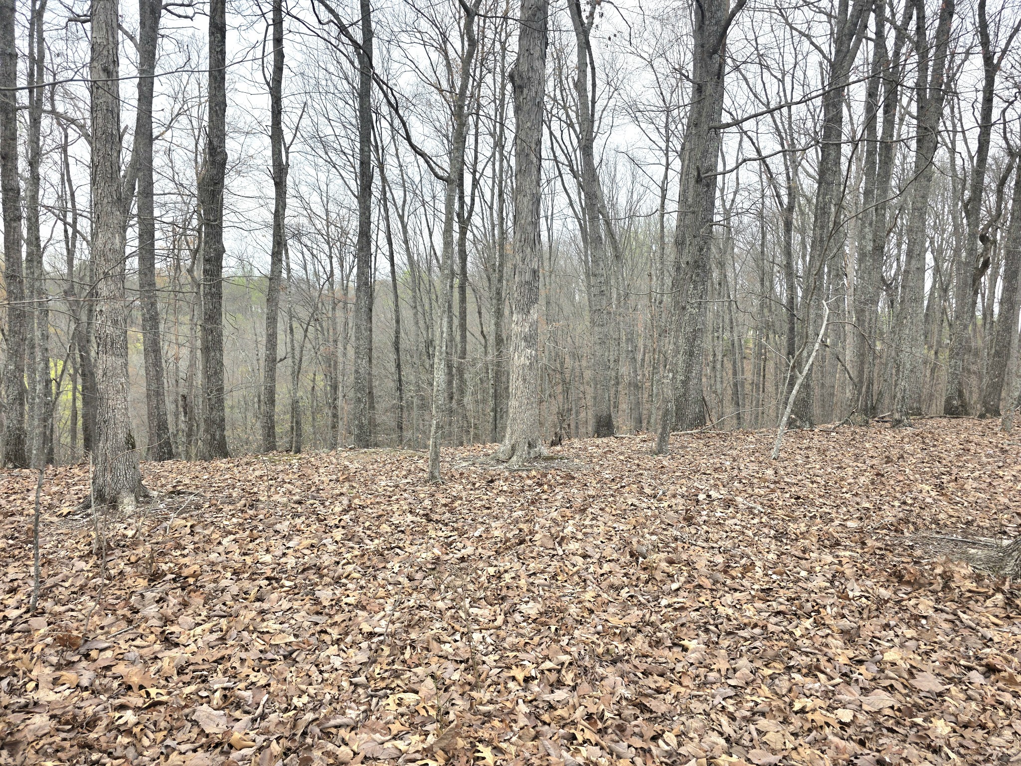 0 Windy Cut Drive Dowelltown TN 37059
