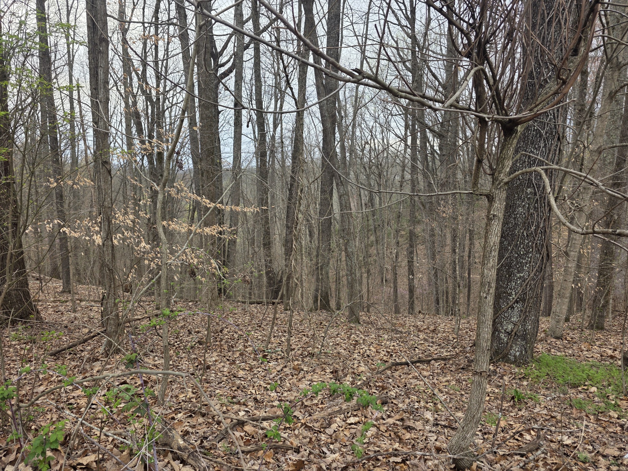 0 Windy Cut Drive Dowelltown TN 37059