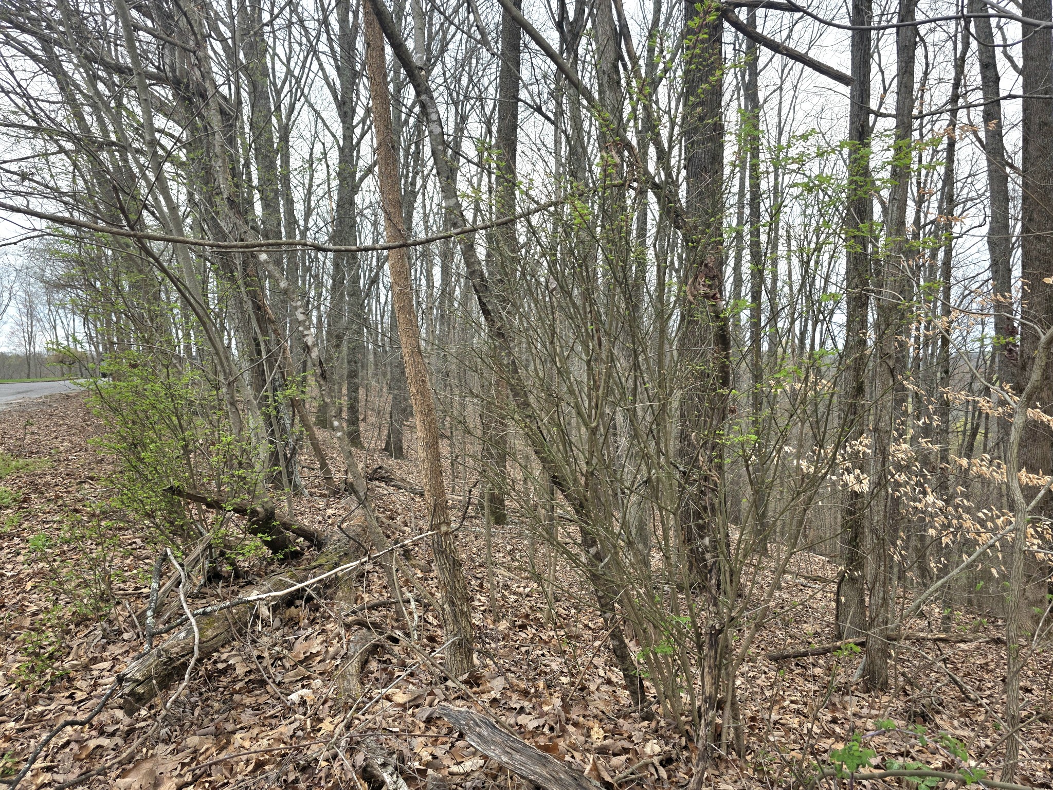 0 Windy Cut Drive Dowelltown TN 37059