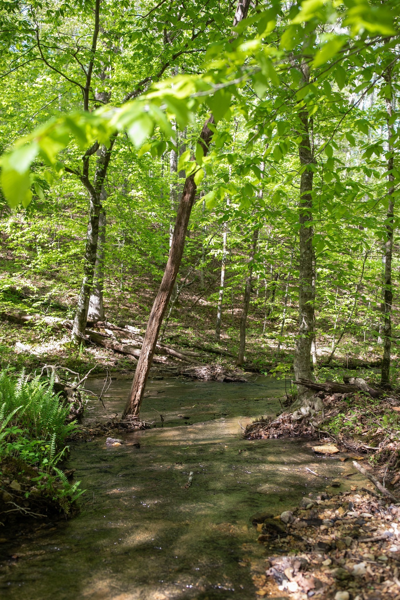 0 Pinewood Road Franklin TN 37064