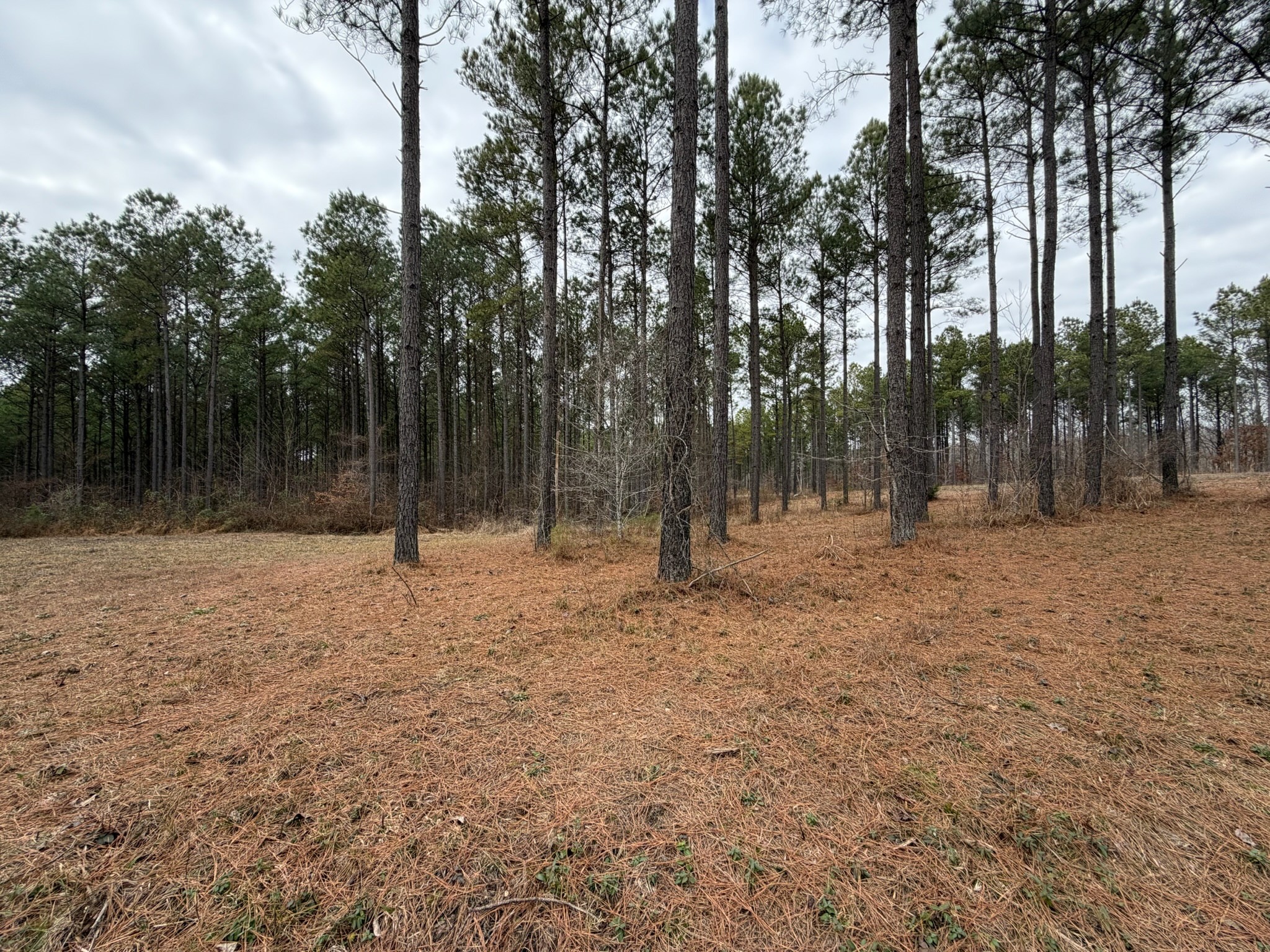 2A Bartlett Road Reagan TN 38368