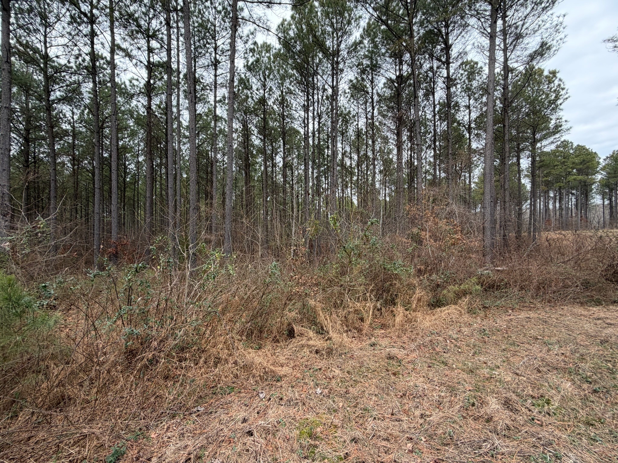 2A Bartlett Road Reagan TN 38368