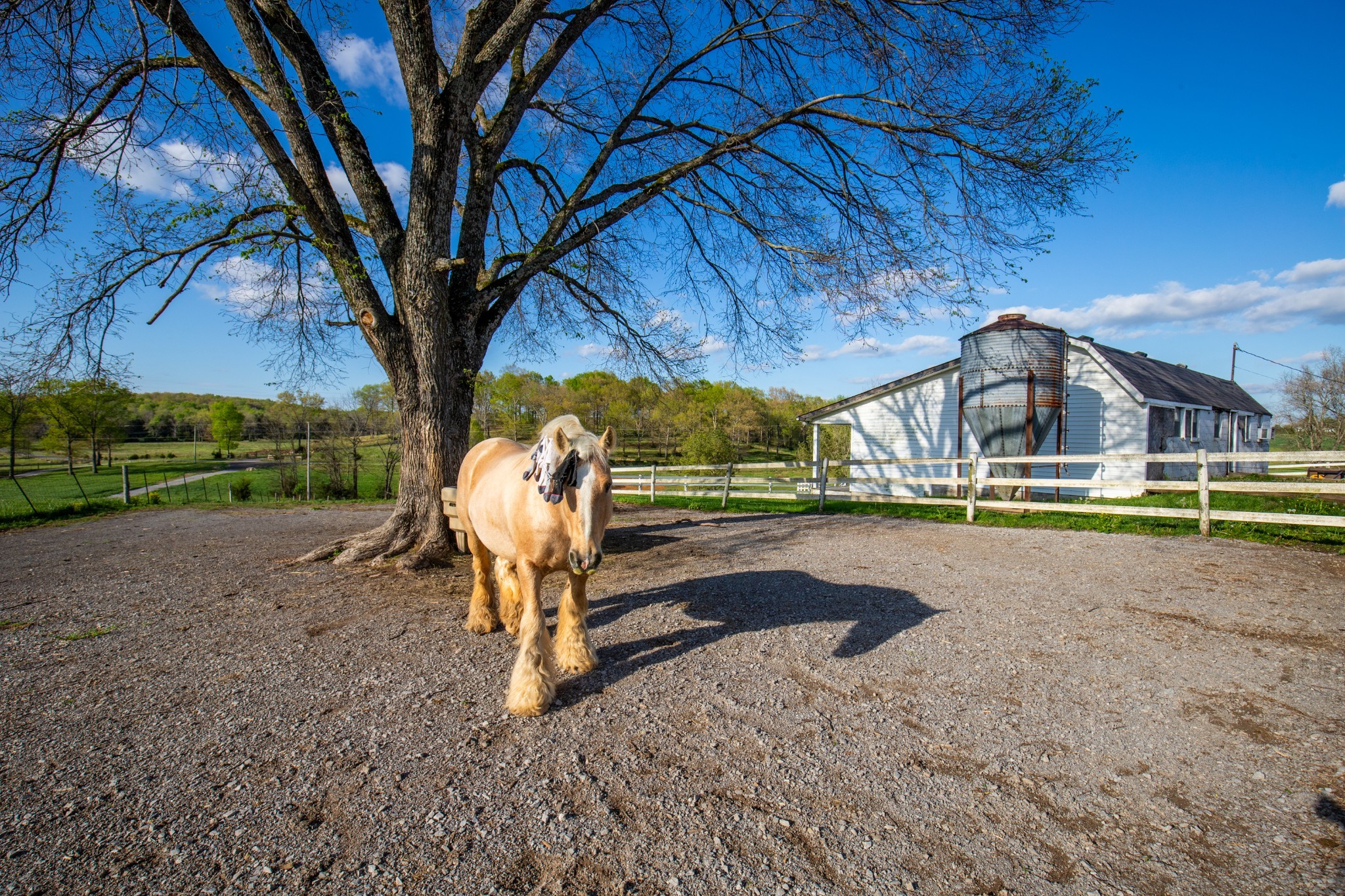 501 Burnt Hill Road Unionville TN 37180