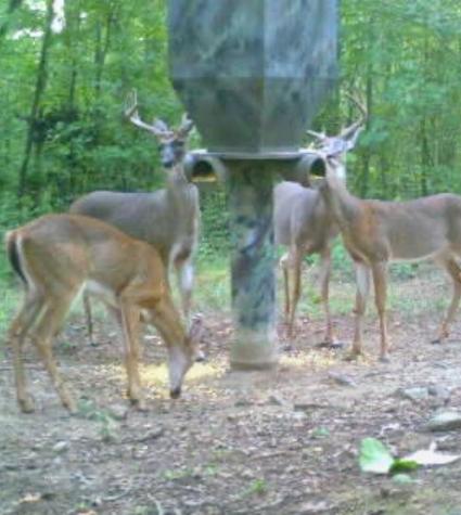 0 Brown Road Hohenwald TN 38462