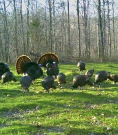 0 Brown Road Hohenwald TN 38462