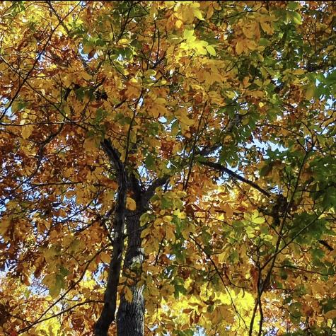 0 Brown Road Hohenwald TN 38462