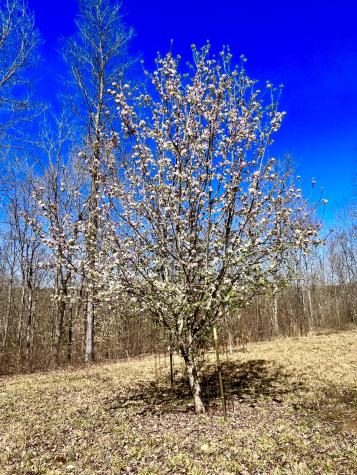 0 Brown Road Hohenwald TN 38462