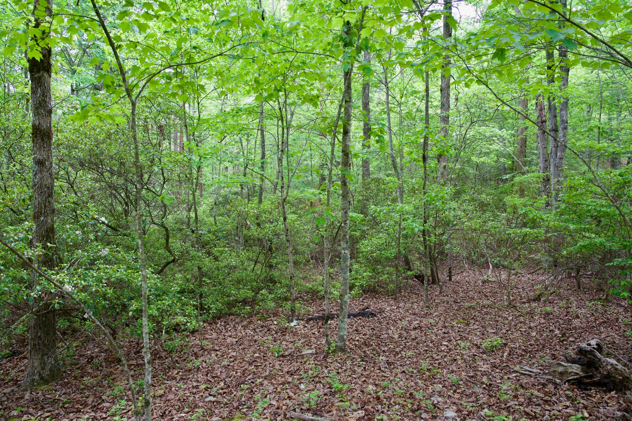 0 Coyote Trail Spencer TN 38585
