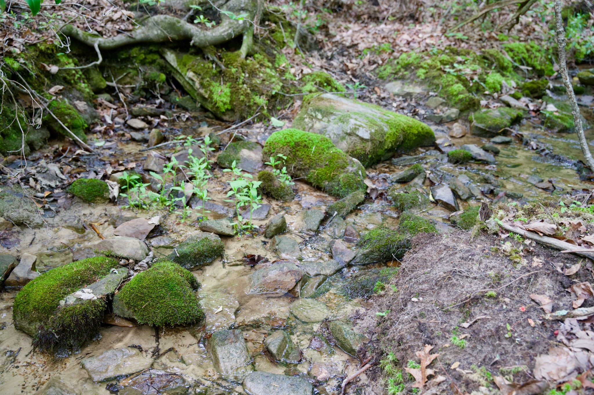 0 Coyote Trail Spencer TN 38585