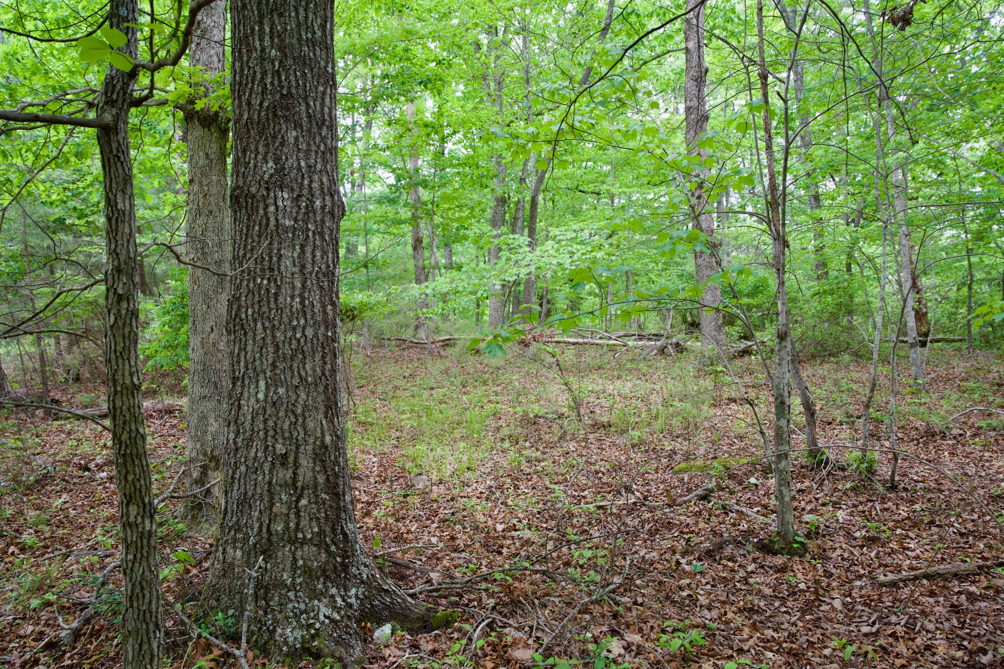 0 Coyote Trail Spencer TN 38585