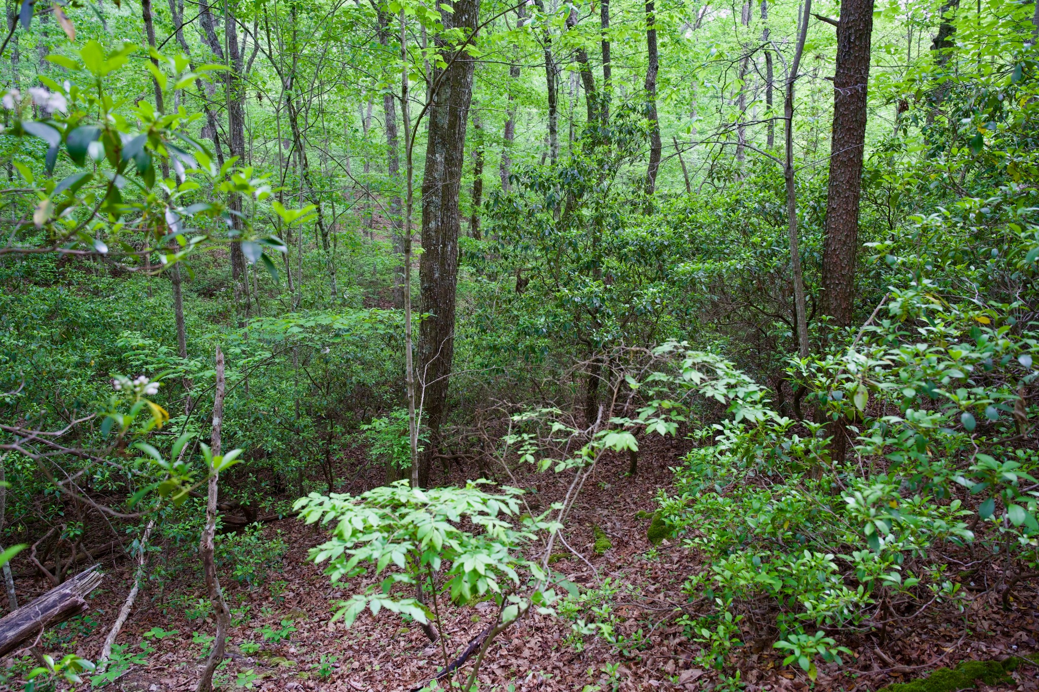 0 Coyote Trail Spencer TN 38585