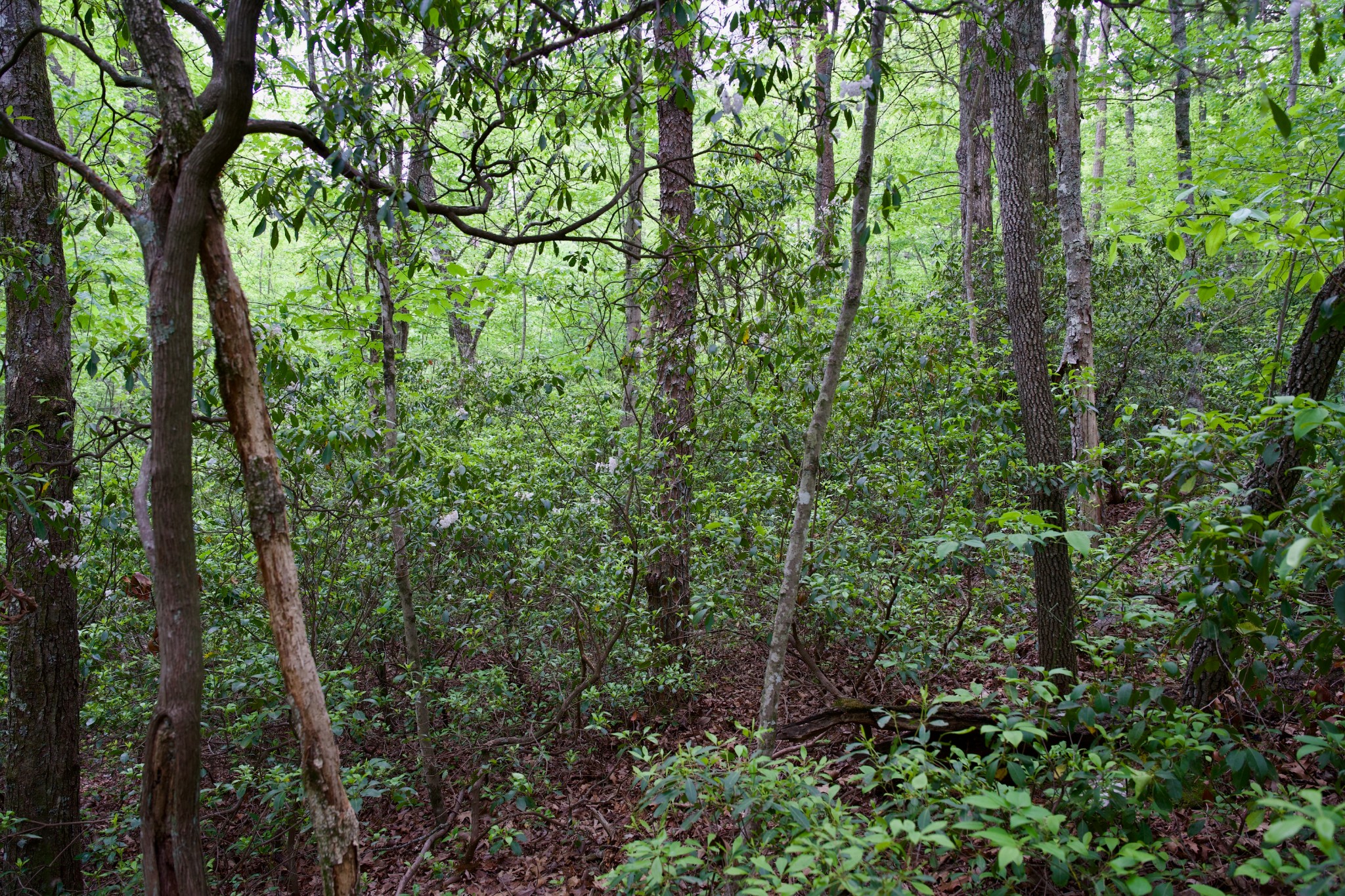 0 Coyote Trail Spencer TN 38585
