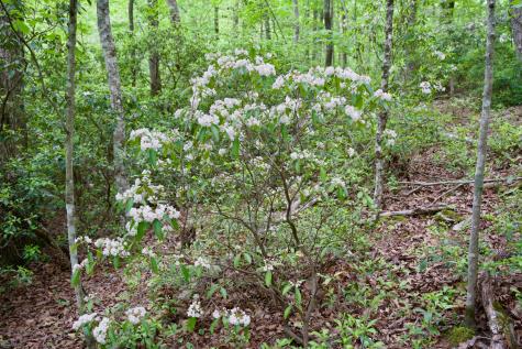 0 Coyote Trail Spencer TN 38585