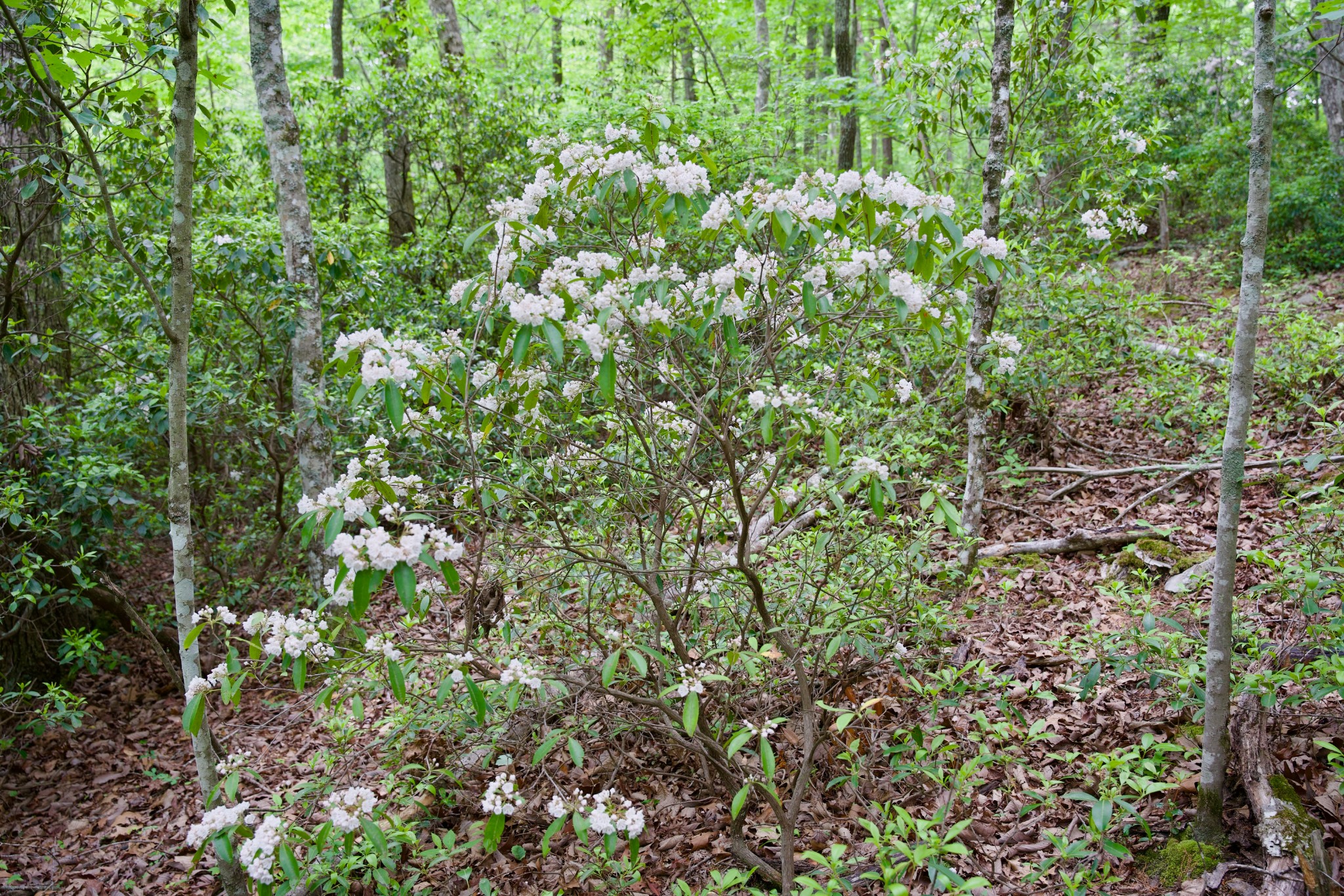0 Coyote Trail Spencer TN 38585