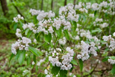 0 Coyote Trail Spencer TN 38585