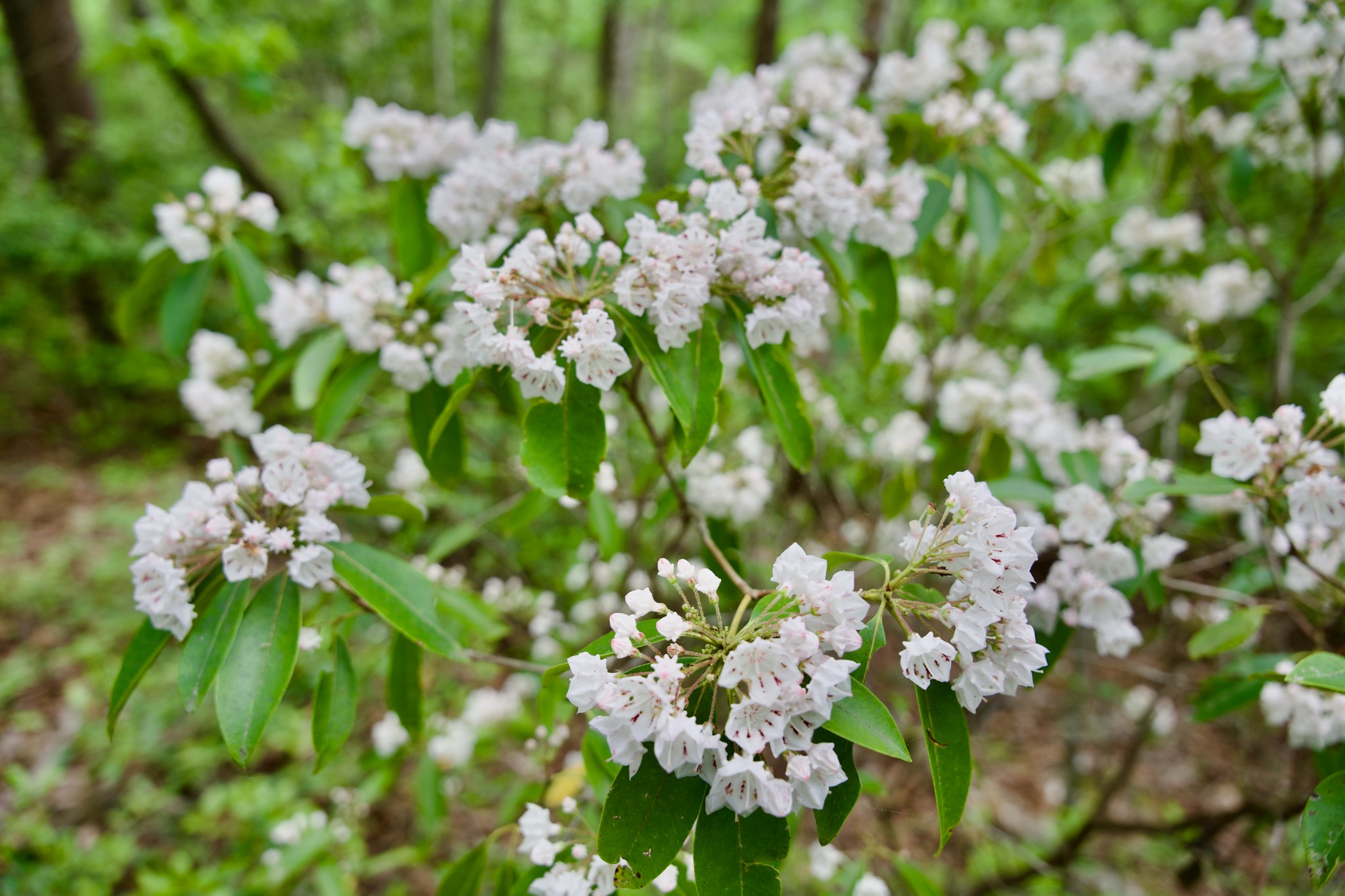 0 Coyote Trail Spencer TN 38585