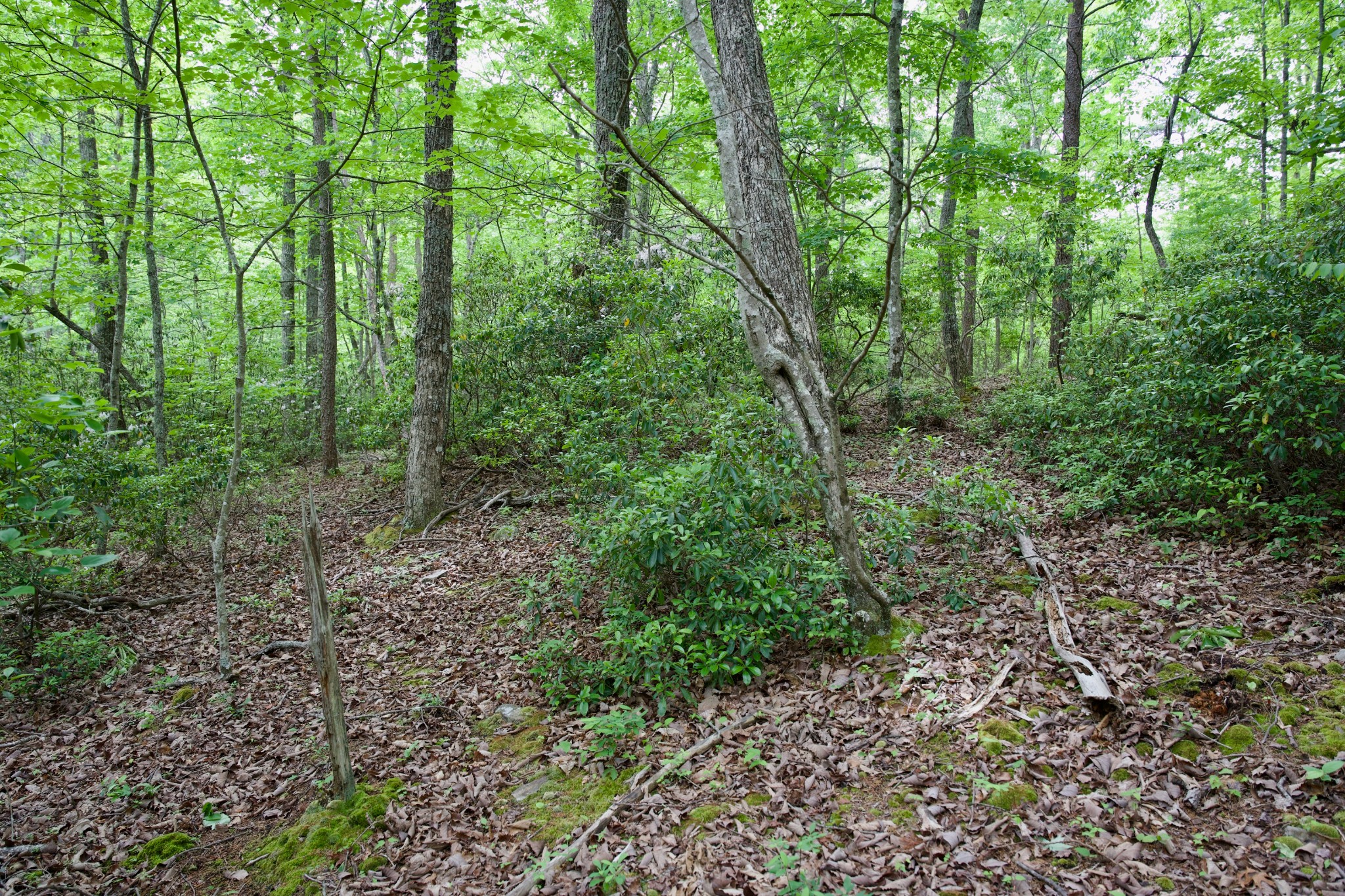 0 Coyote Trail Spencer TN 38585