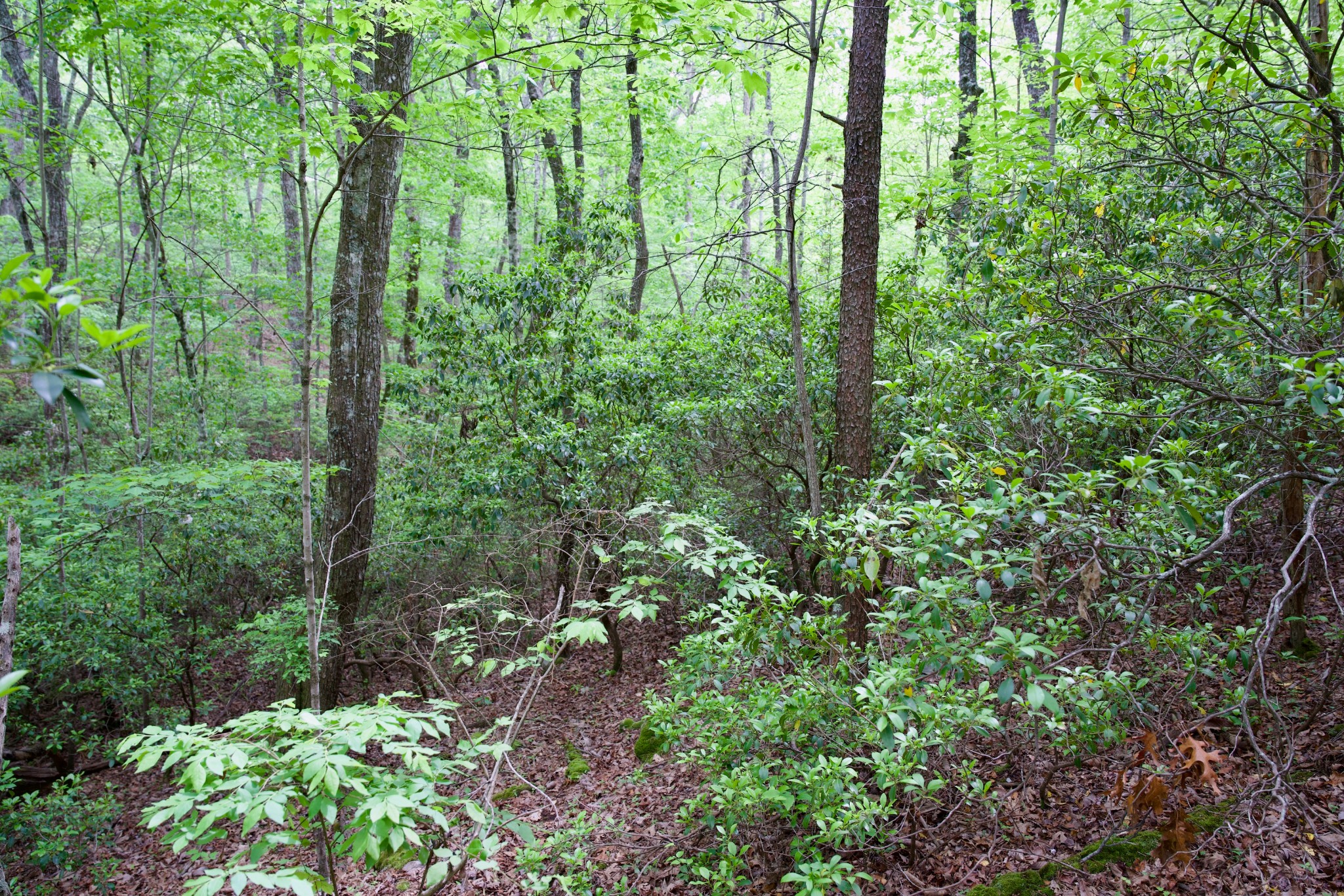 0 Coyote Trail Spencer TN 38585