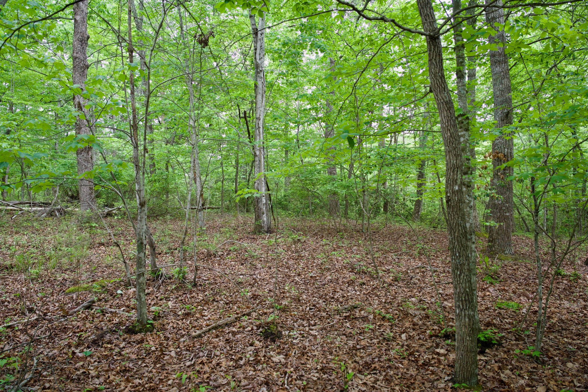 0 Coyote Trail Spencer TN 38585