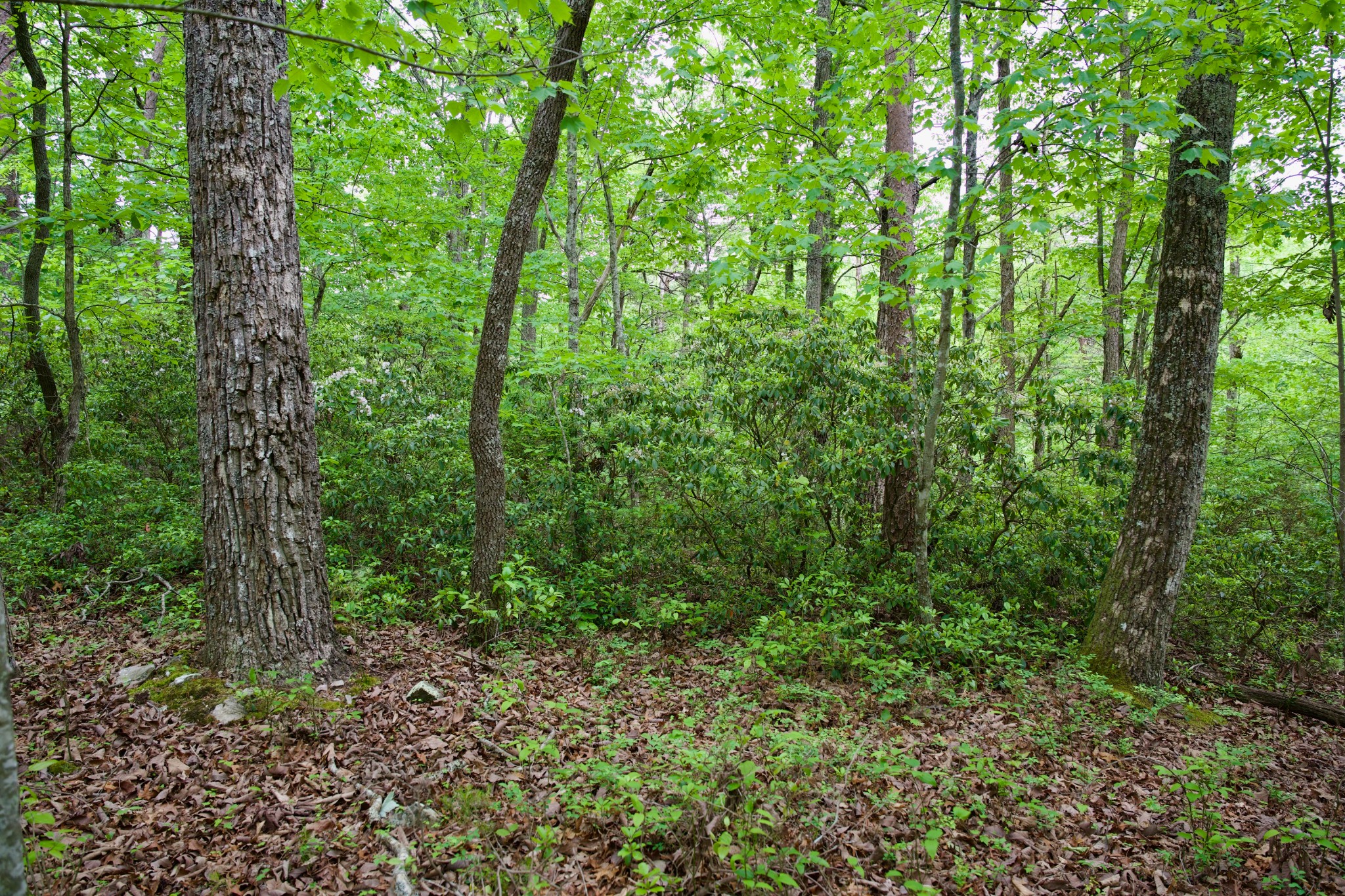 0 Coyote Trail Spencer TN 38585