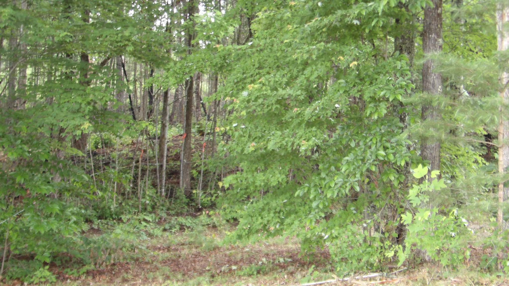 442 Valley View Circle Wilder TN 38589