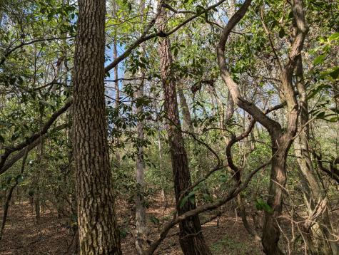 0 55th Avenue East Of Gruetli Laager TN 37339