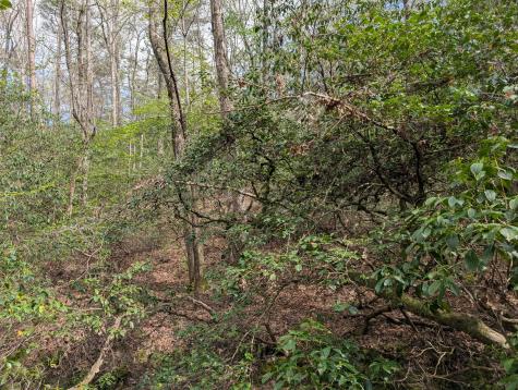 0 55th Avenue East Of Gruetli Laager TN 37339