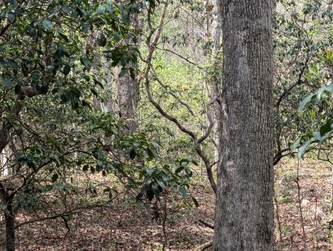 0 55th Avenue East Of Gruetli Laager TN 37339