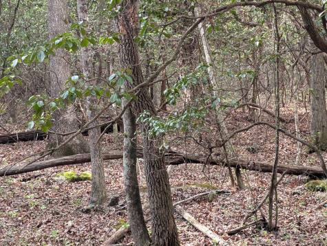 0 55th Avenue East Of Gruetli Laager TN 37339