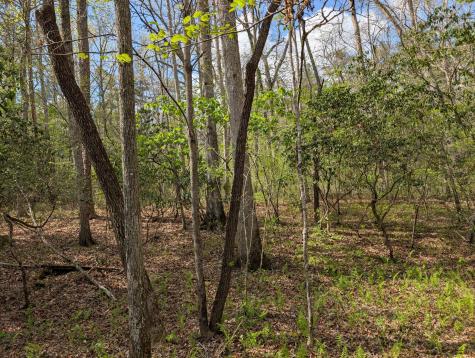 0 55th Avenue East Of Gruetli Laager TN 37339