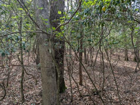 0 55th Avenue East Of Gruetli Laager TN 37339