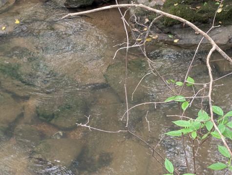 0 55th Avenue East Of Gruetli Laager TN 37339