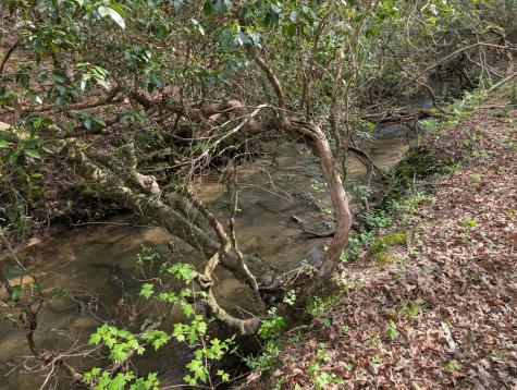 0 55th Avenue East Of Gruetli Laager TN 37339