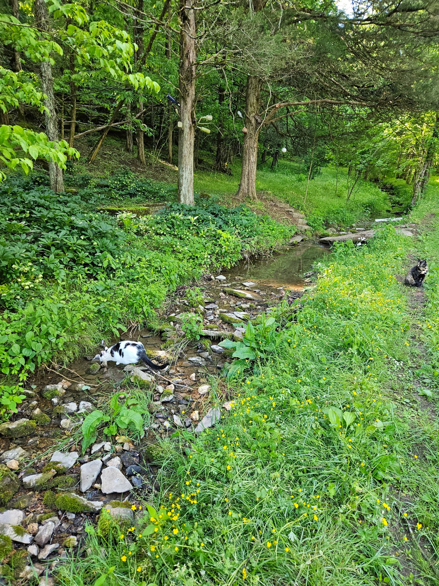 34 Friendship Hollow Road, N Pleasant Shade TN 37145