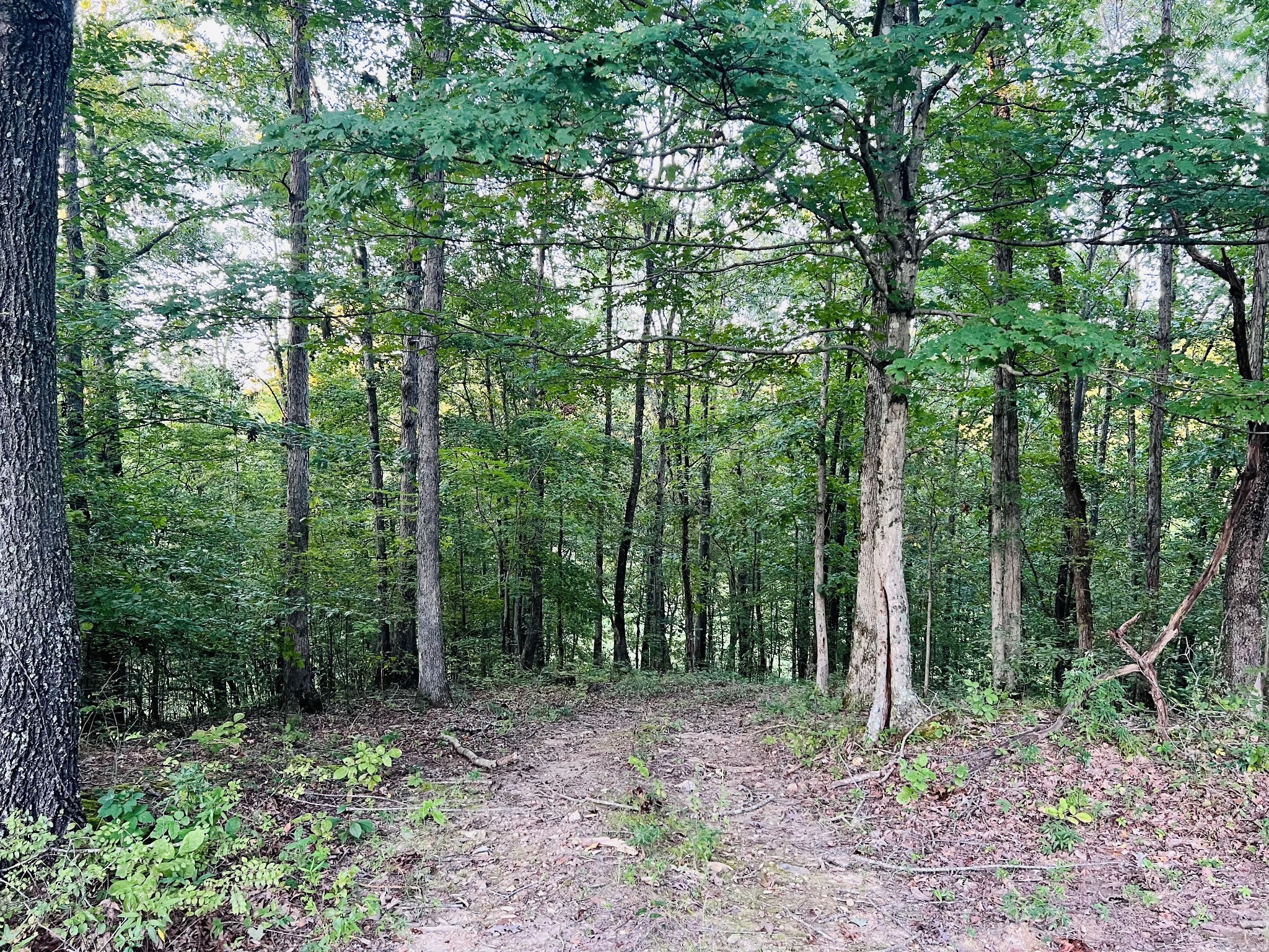 545 Deepwood Drive Waverly TN 37185