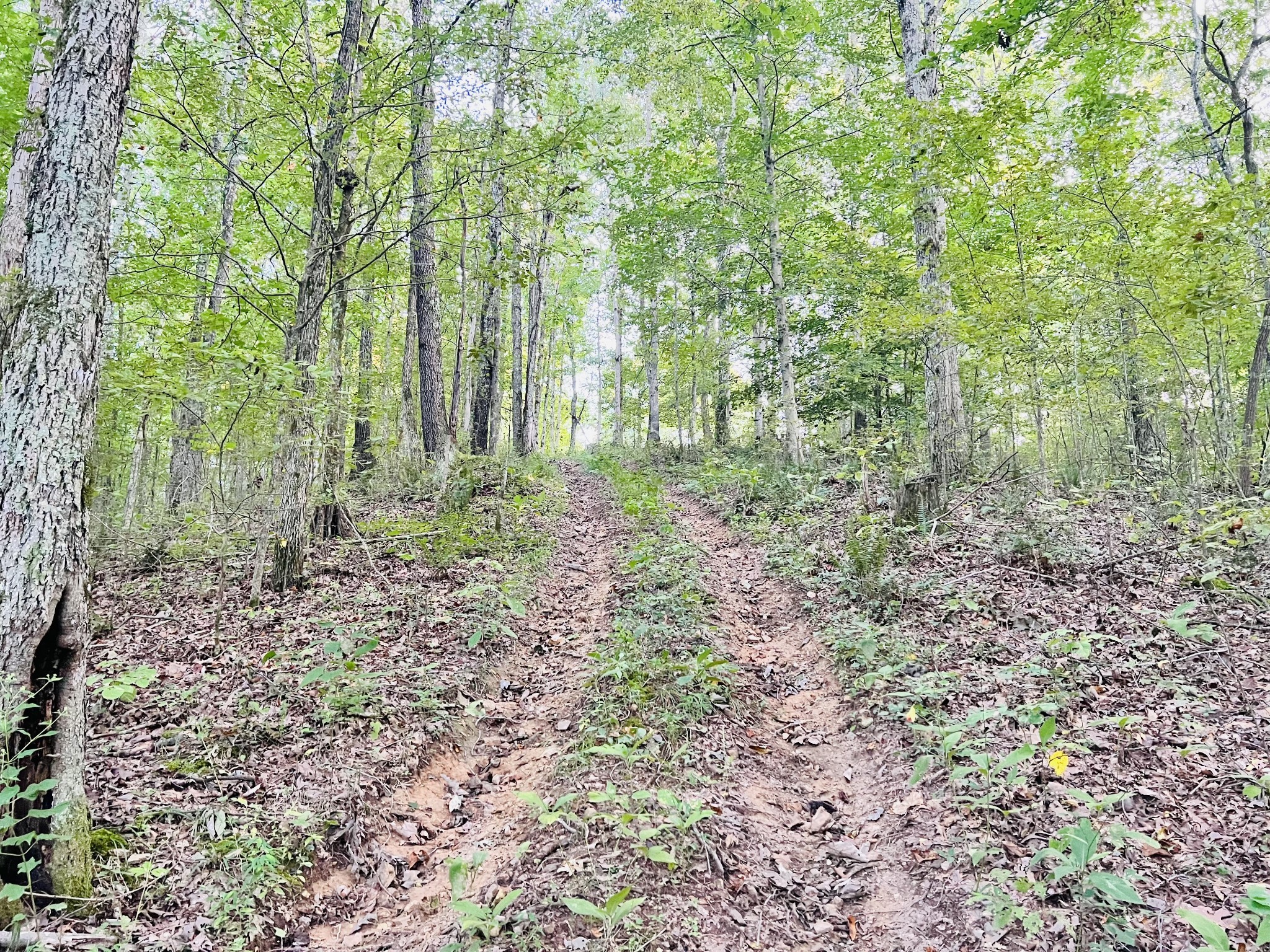 545 Deepwood Drive Waverly TN 37185