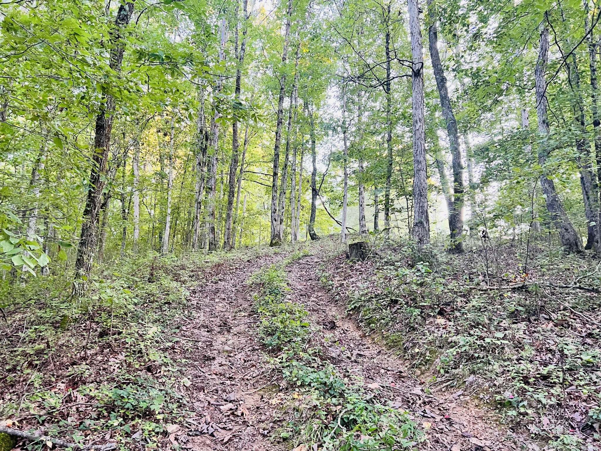 545 Deepwood Drive Waverly TN 37185