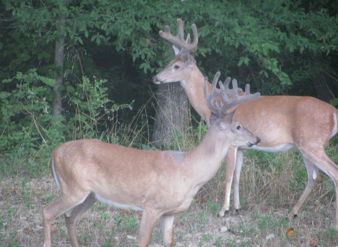 1423 Pack Road White Bluff TN 37187
