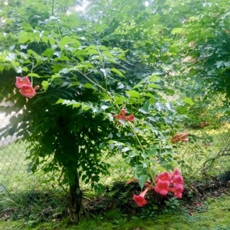 3162 Northcutts Cove Road Beersheba Springs TN 37305