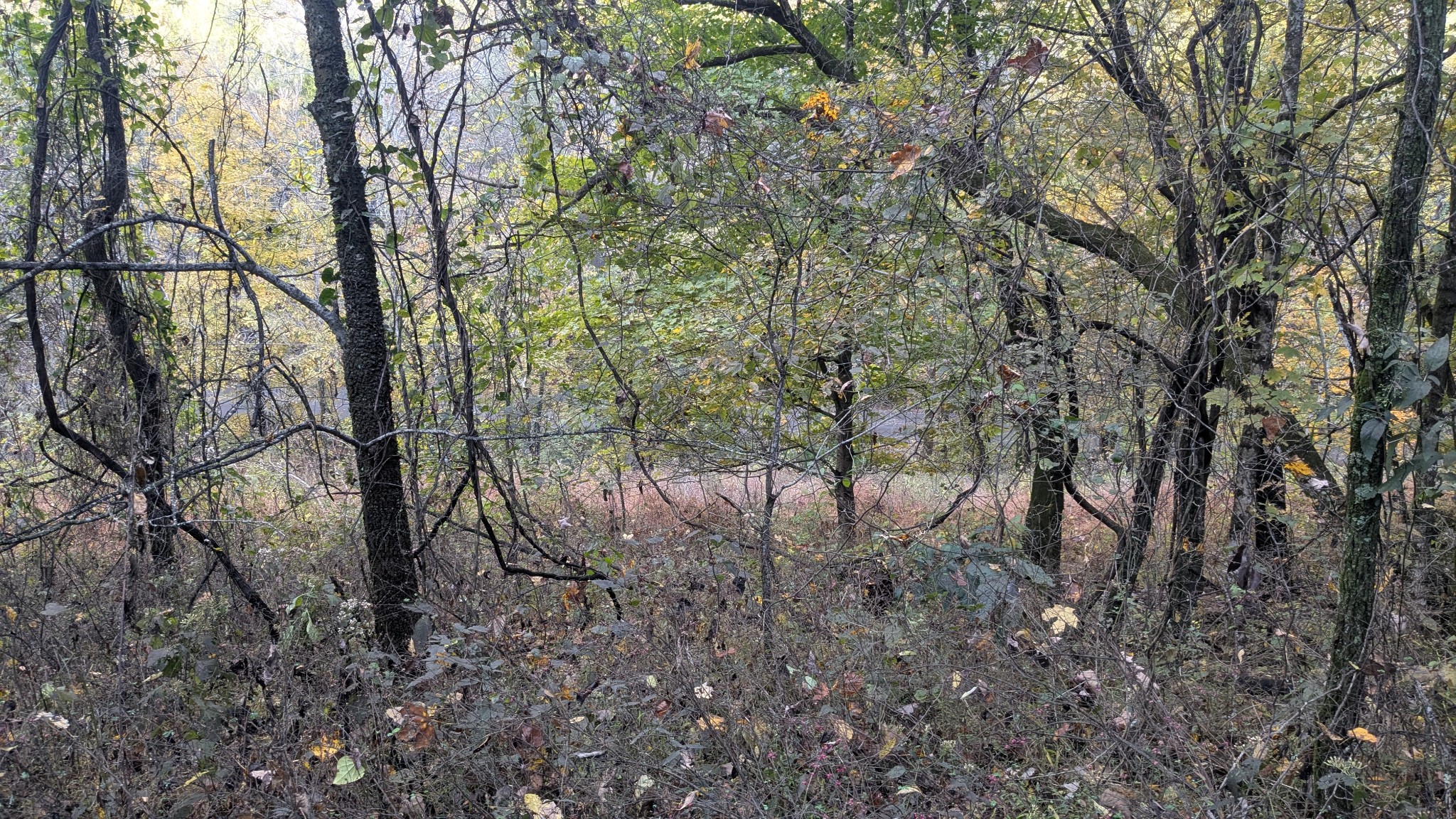 0 Greenvale Road Watertown TN 37184