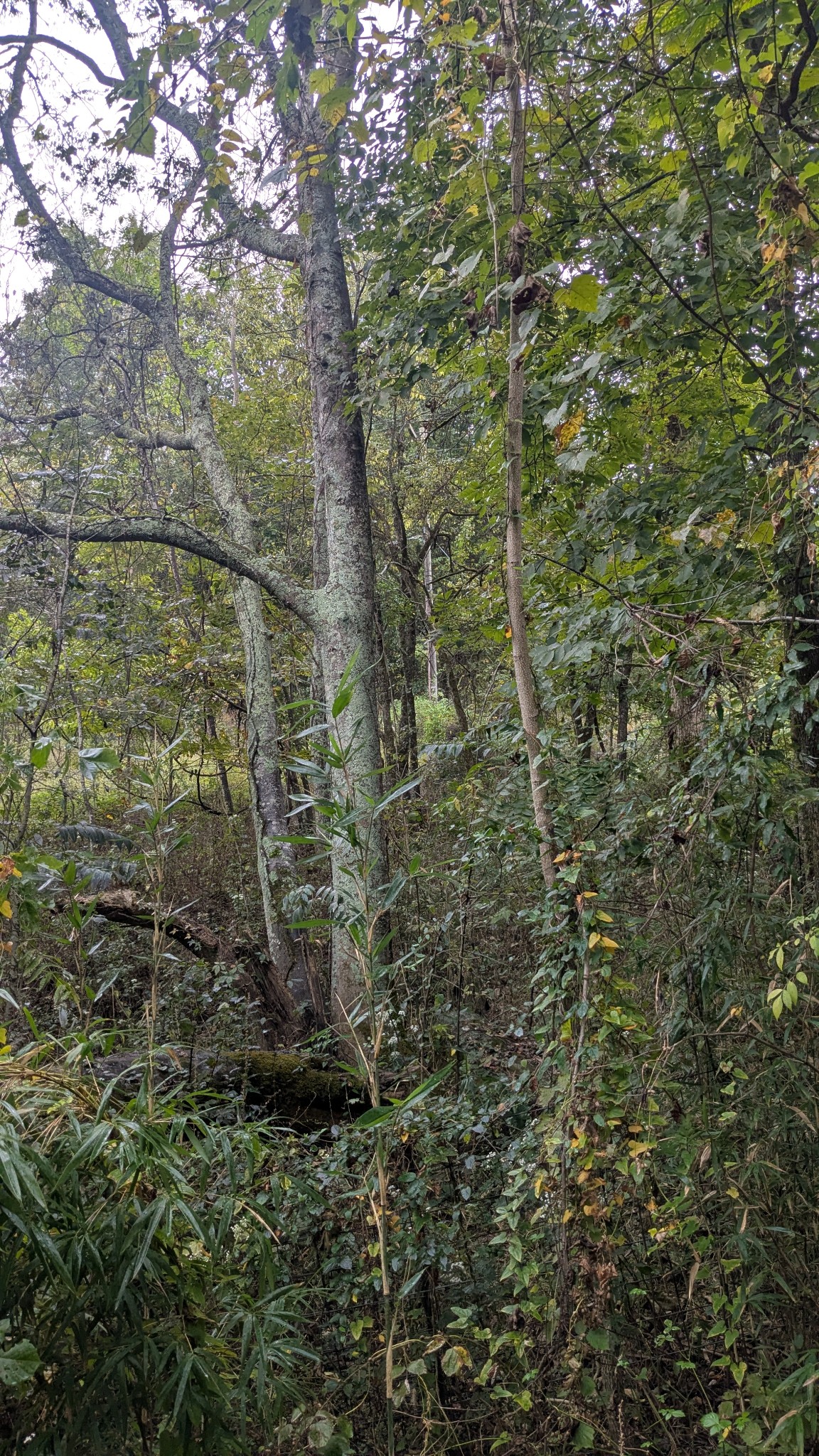 0 Greenvale Road Watertown TN 37184