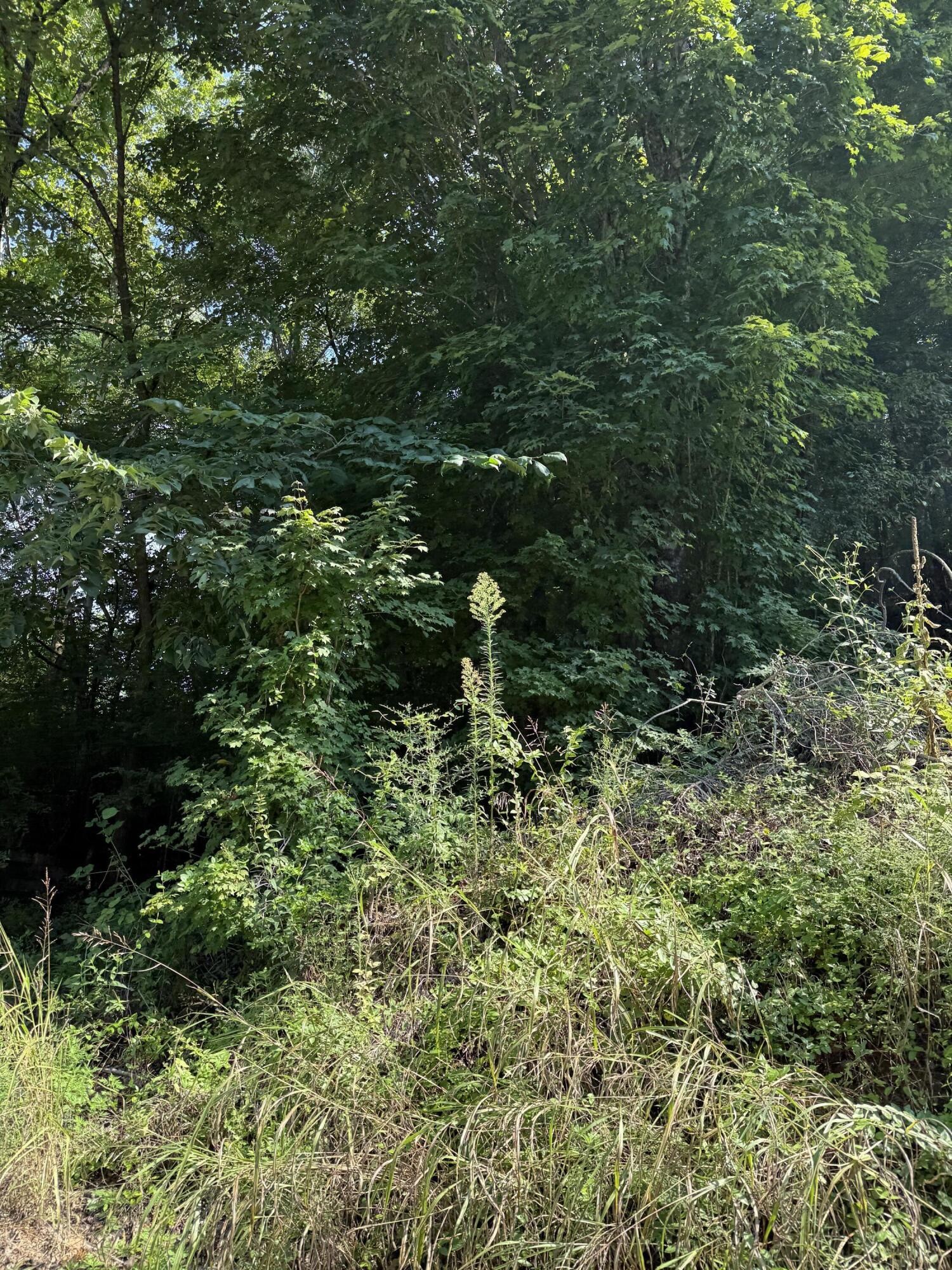 115 Hughes Hollow Road Ten Mile TN 37880