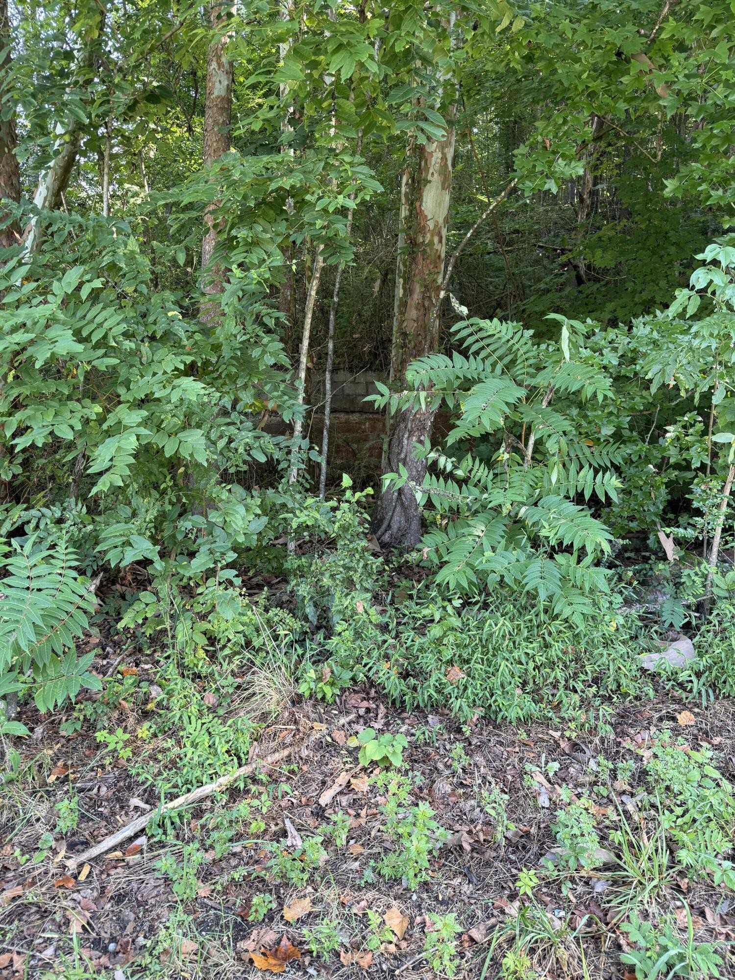115 Hughes Hollow Road Ten Mile TN 37880