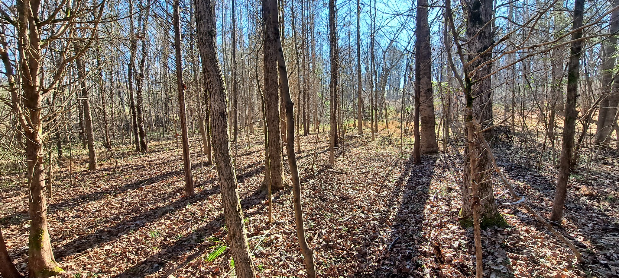 0 NW Piney Road Dickson TN 37055