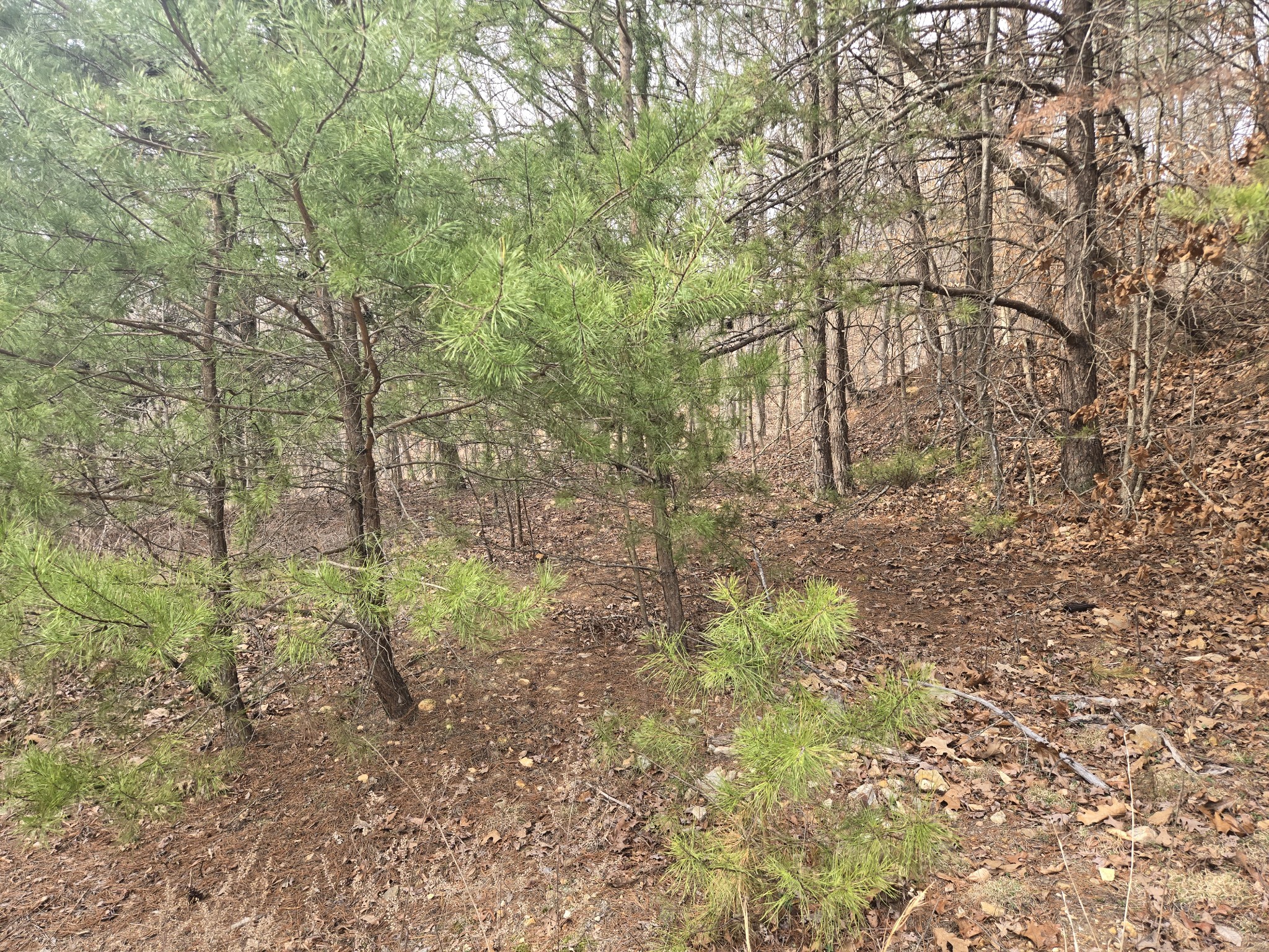 0 Cleburne Point Prince Phillip Waverly TN 37185